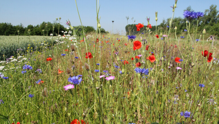 Blomsteräng