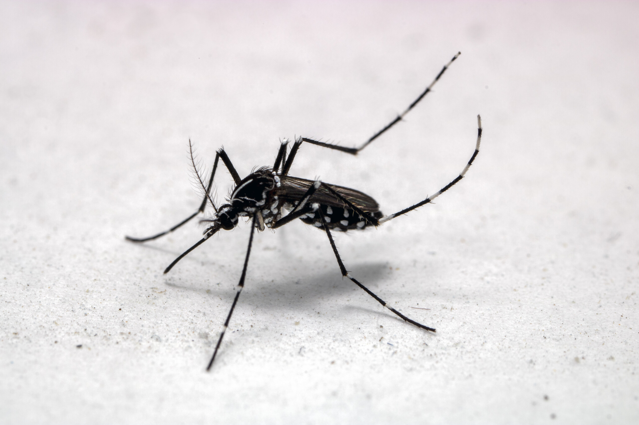 Researchers confirm: The tiger mosquito in Sweden