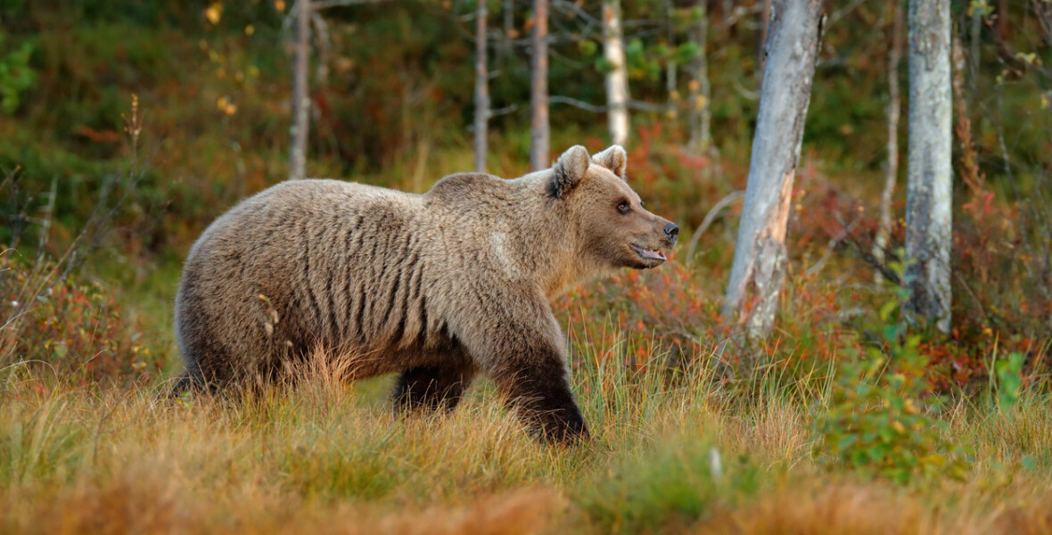 Björn