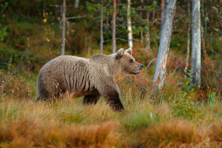 Björn