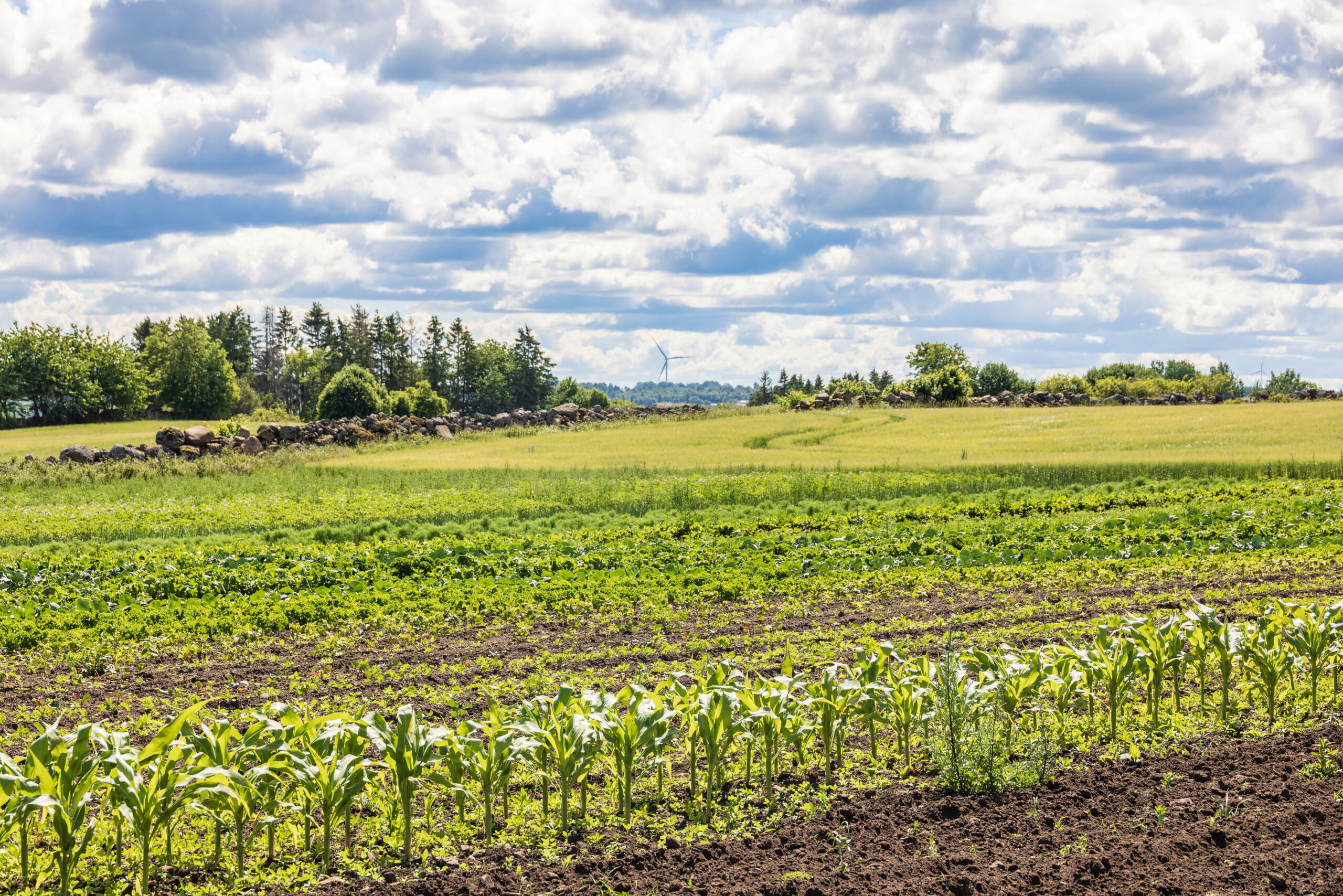 Organic farming can reduce the climate impact of agriculture