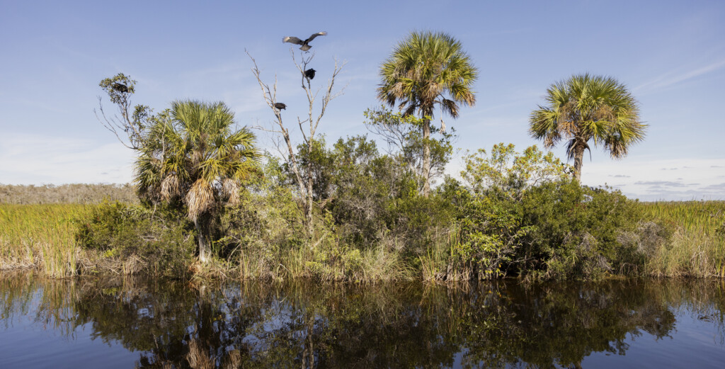 Everglades