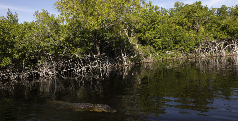 Everglades