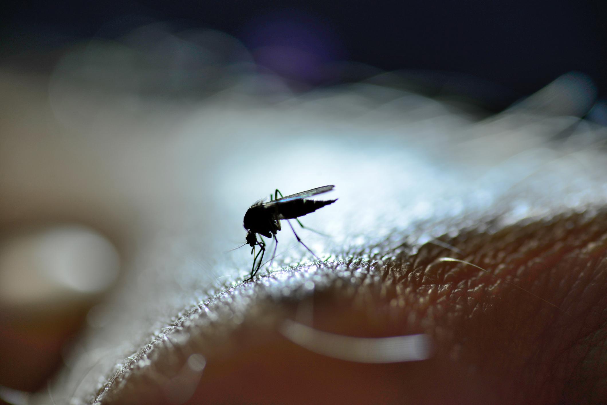 “La Svezia meridionale deve prepararsi alla febbre del Nilo”