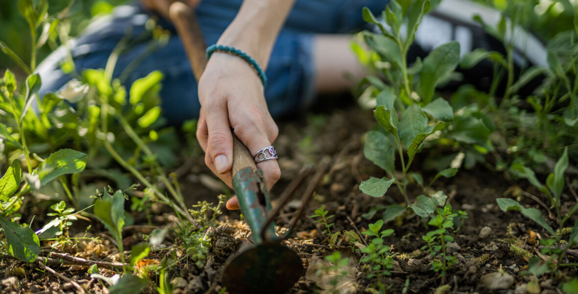 Plantering