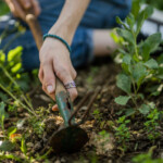 Plantering