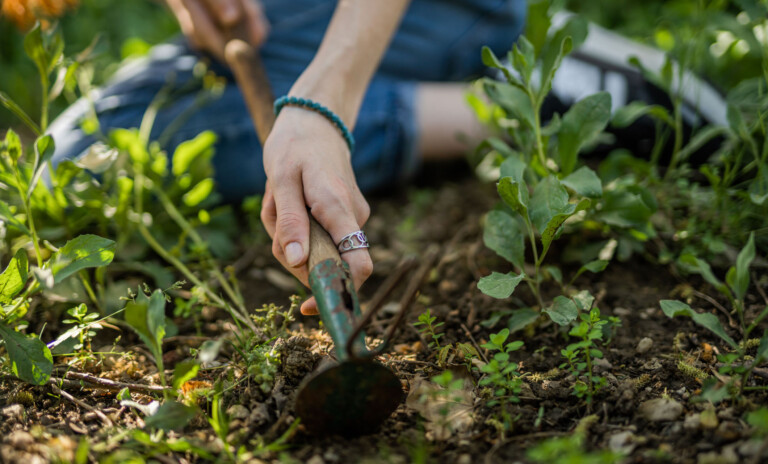 Plantering