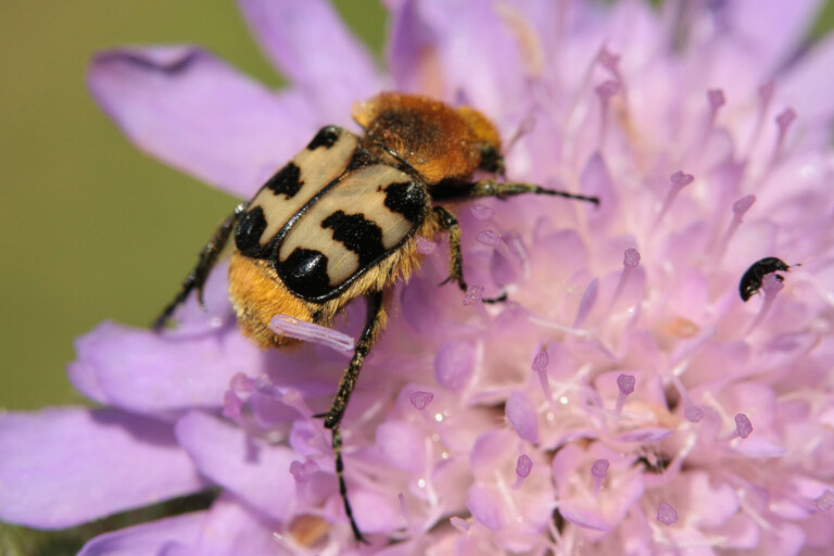 Trichius fasciatus