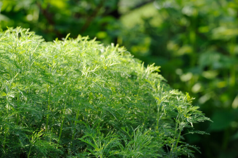 Artemisia Abrotanum