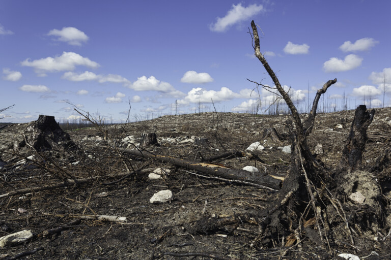 Efter skogsbrand