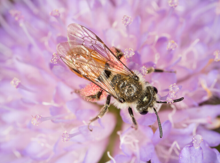 Andrena marginata