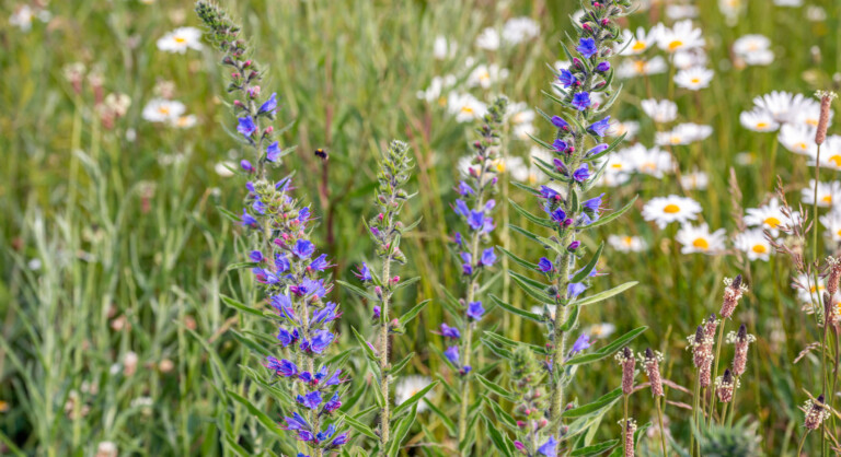 Vilda blommor