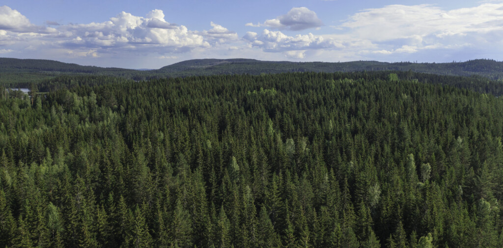 Granskog