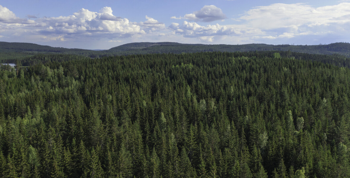 Granskog