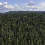 Granskog