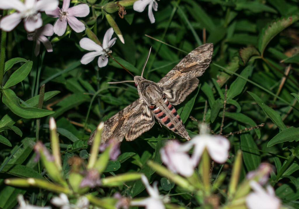 Night moth