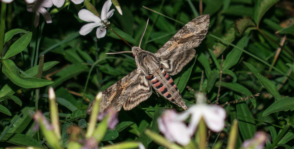 Night moth