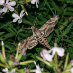 Night moth