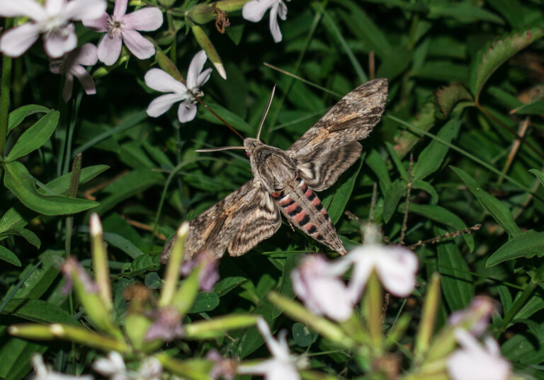 Night moth