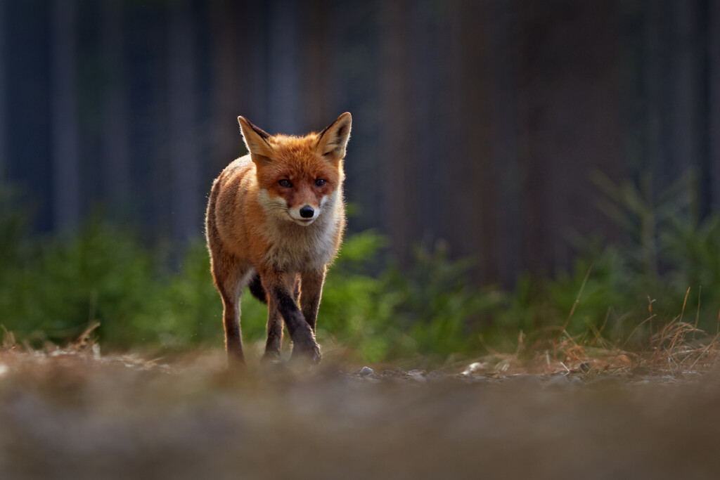 Räv