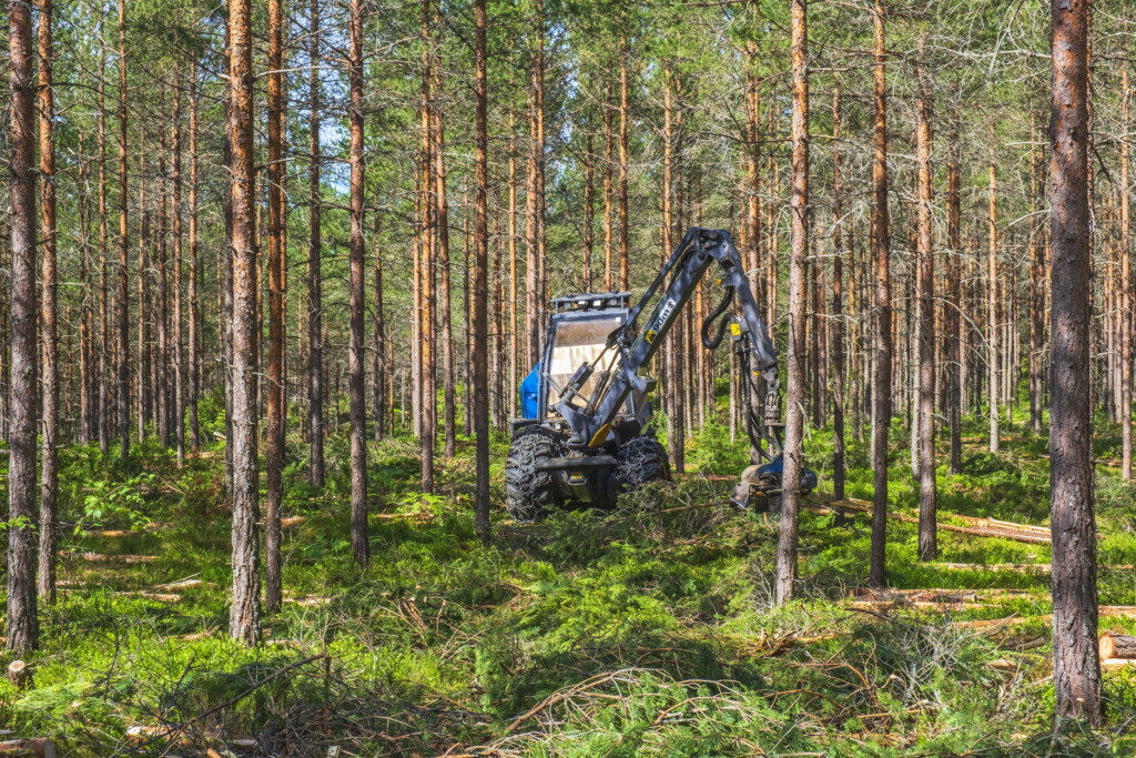 Avverkning av skog