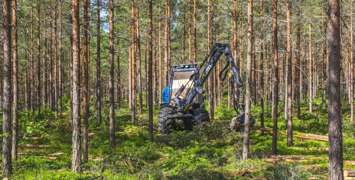Avverkning av skog