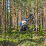 Avverkning av skog