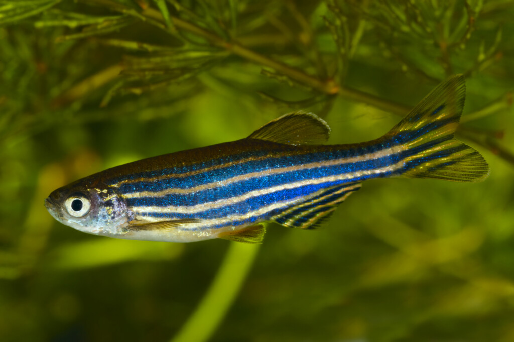 Zebrafisk
