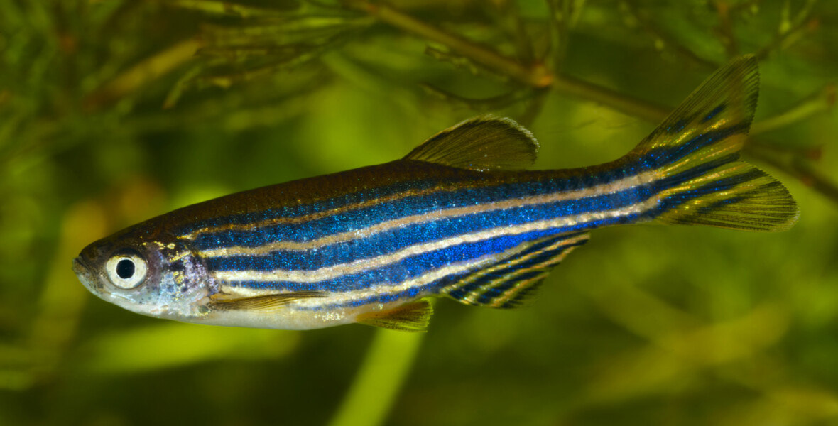 Zebrafisk