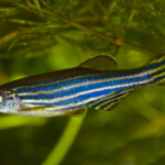 Zebrafisk