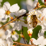 Bi pollinerar blomma