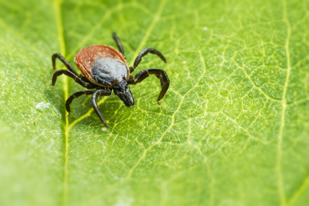 Ixodes ricinus