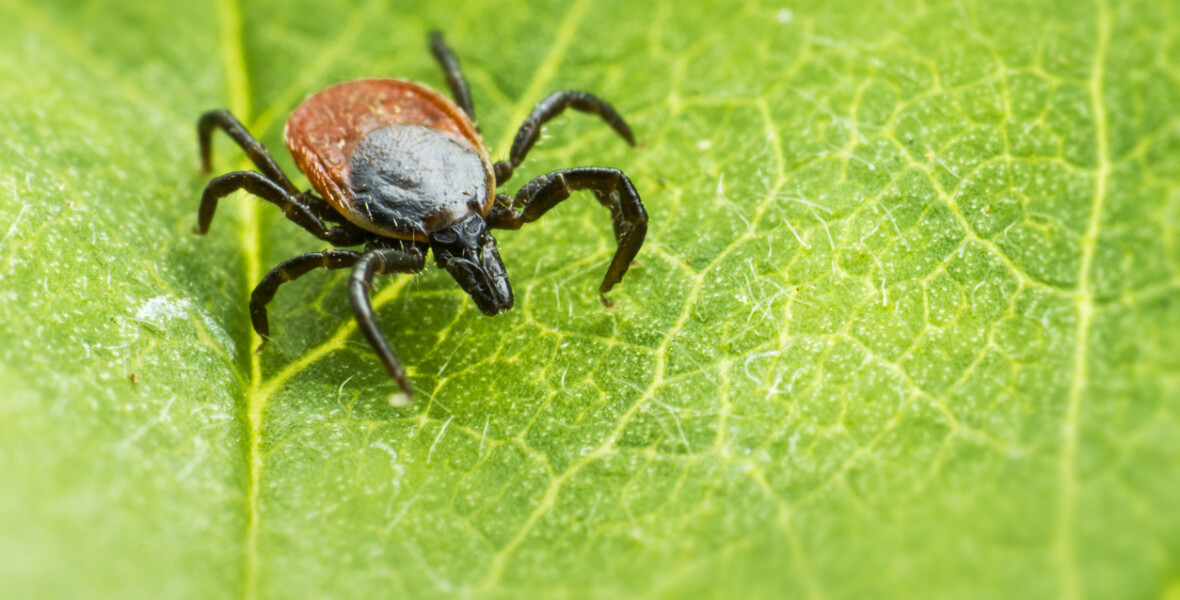 Ixodes ricinus