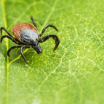 Ixodes ricinus