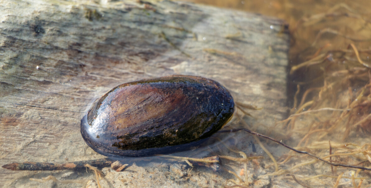 Margaritifera margaritifera