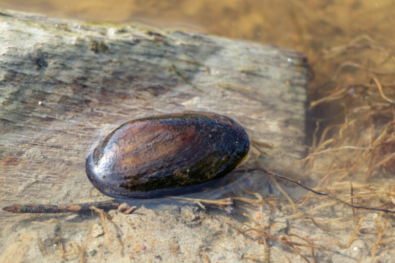 Margaritifera margaritifera