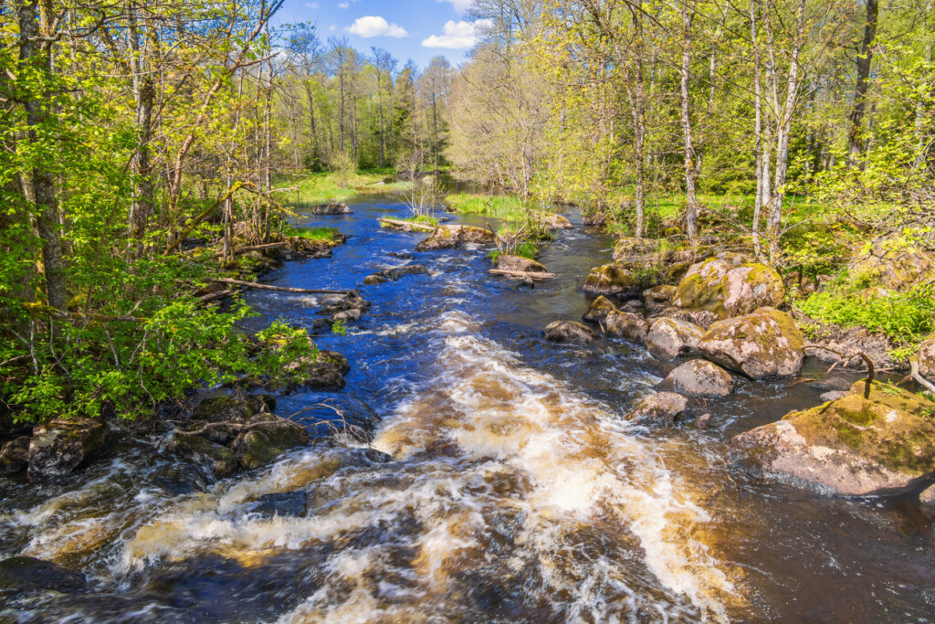 Vattendrag med omgivande skog