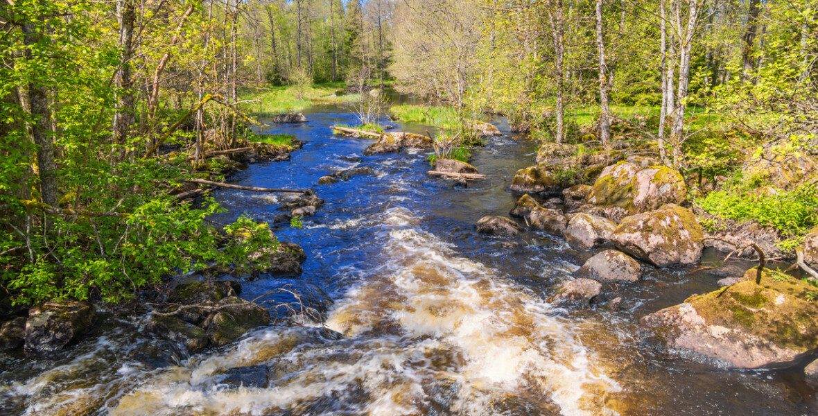Vattendrag med omgivande skog
