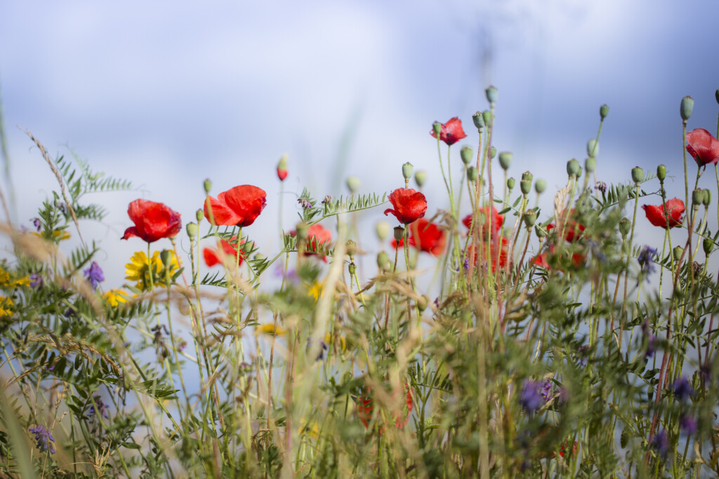 Blomsteräng