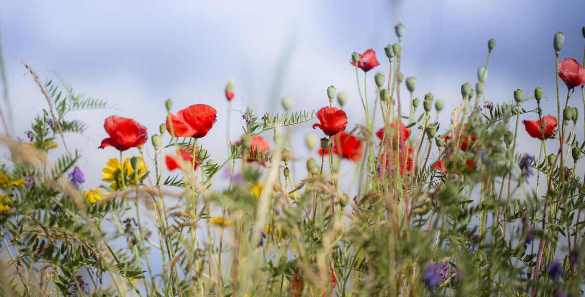 Blomsteräng