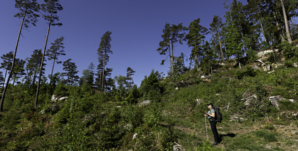 Översiktsbild över skog
