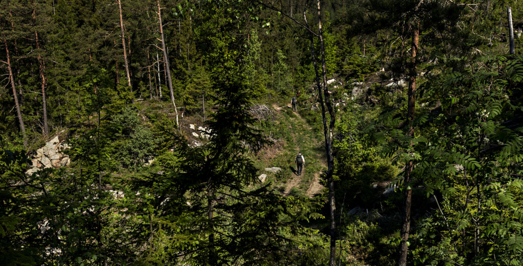 Översiktsbild över skog