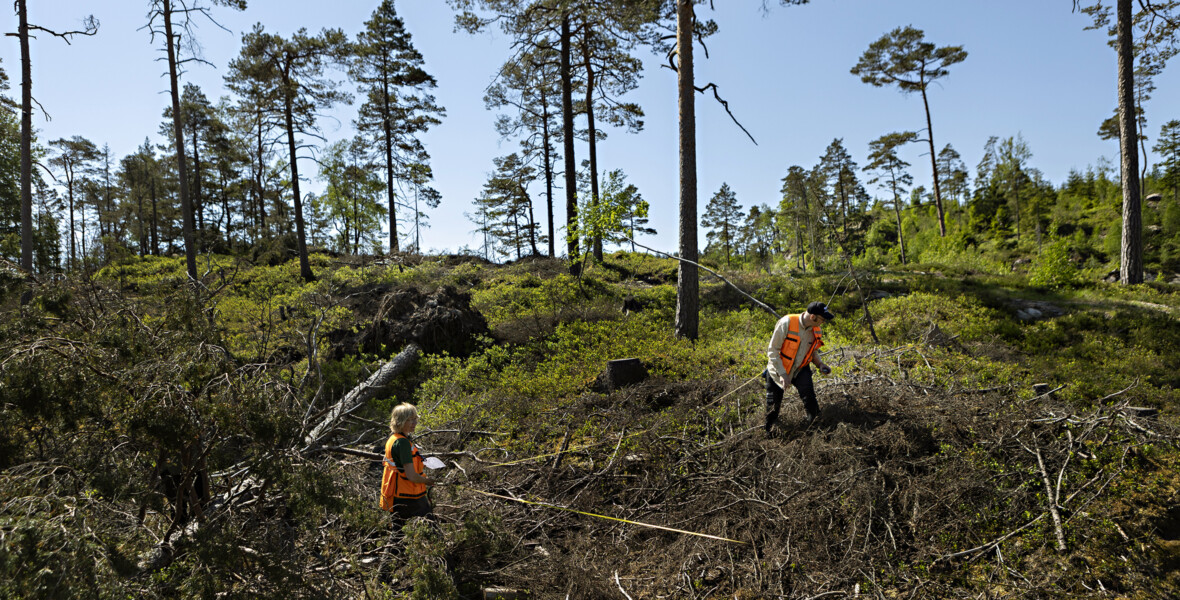 Två personer inventerar skog