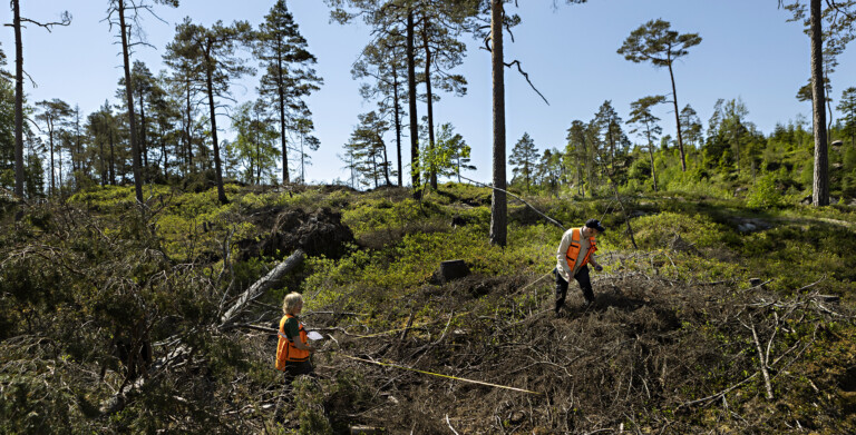 Två personer inventerar skog