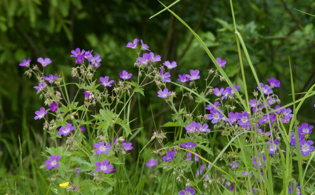 Midsommarblomster
