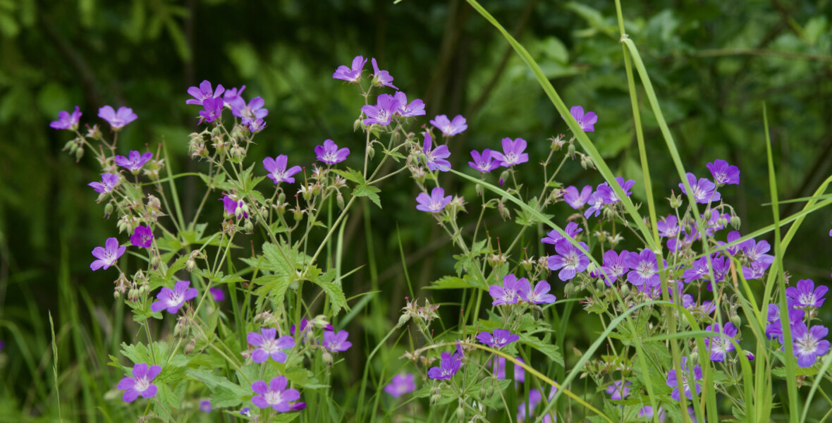 Midsommarblomster