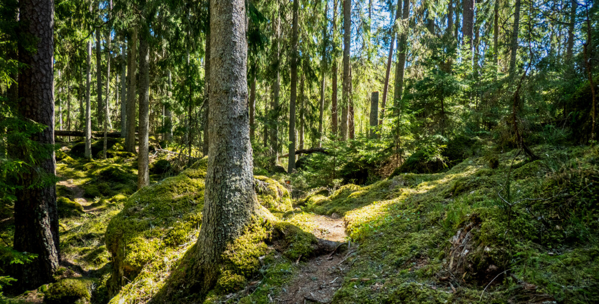 Solstrålar genom urskog