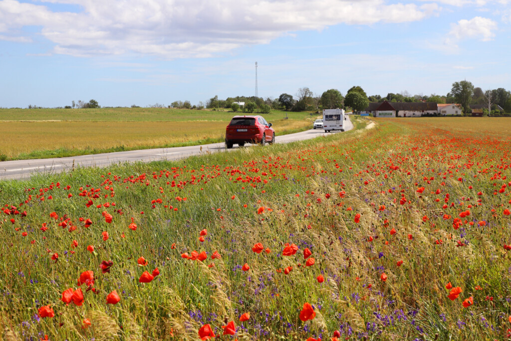 Blommor längs en vägkant
