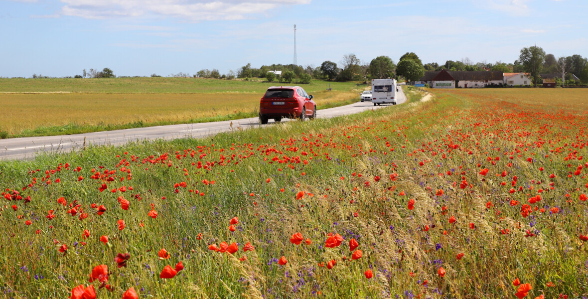 Blommor längs en vägkant