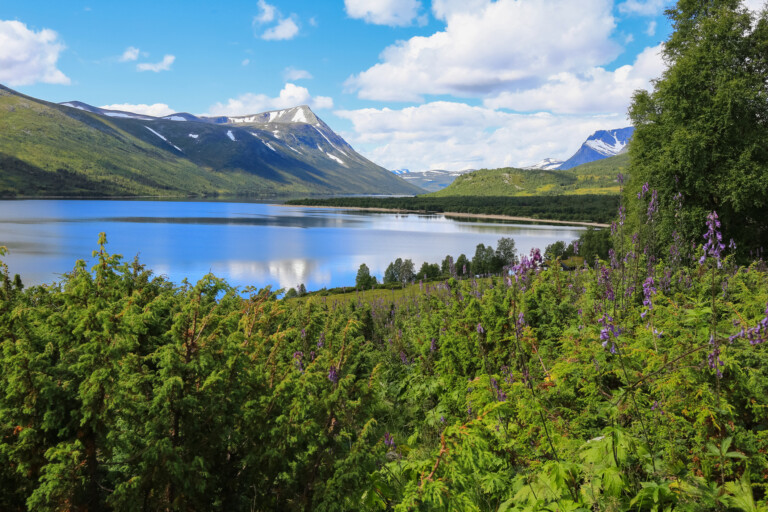 Sjö omgiven av skog och berg